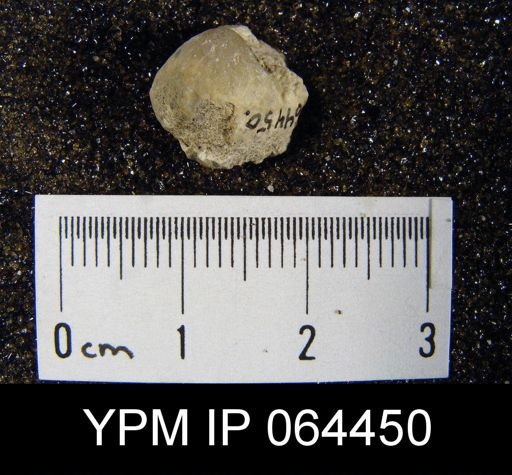 Sieberella roemeri