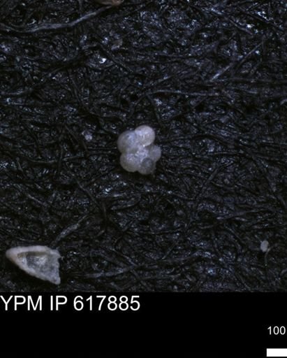 undet. Rugoglobigerinidae