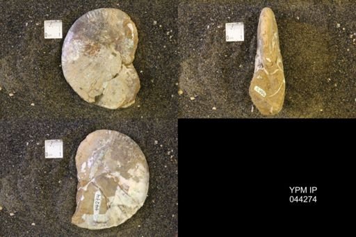 Hoploscaphites comprimus