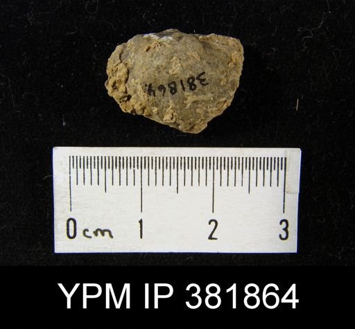 Derbyia sp.