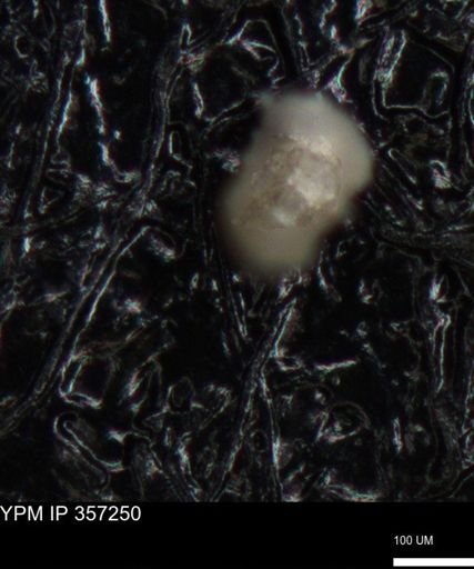 undet. Foraminiferida