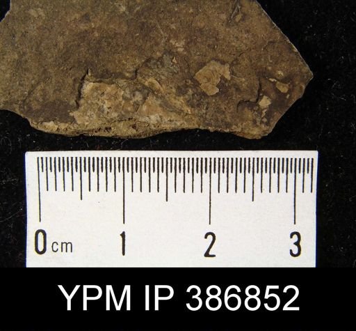 Lingulodiscina?