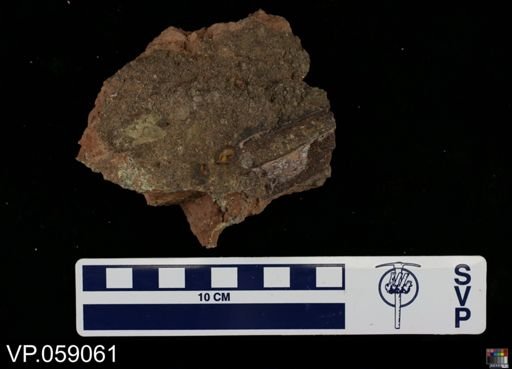 Vertebrata