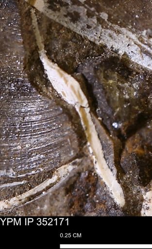 undet. Bivalvia