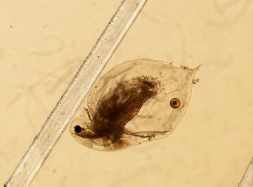 Daphnia pulex