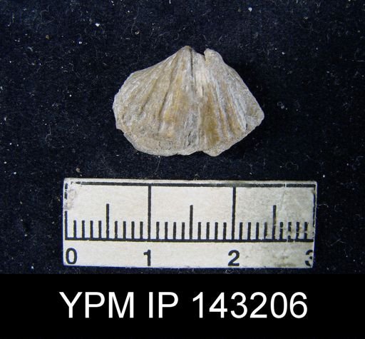 Spirifer (Neospirifer) sp.