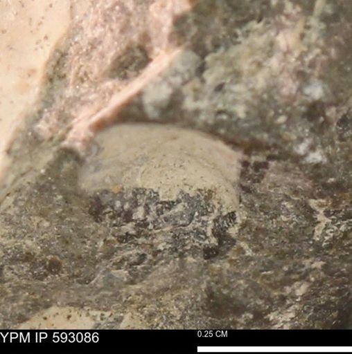 undet. Bivalvia