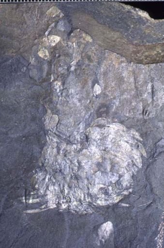 Wiwaxia carrugata
