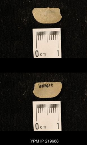 Chonetes granulifer