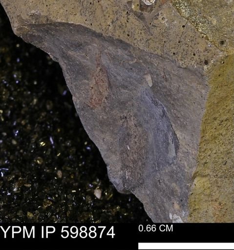 undet. Mollusca