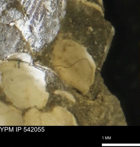 Corbulamella gregaria