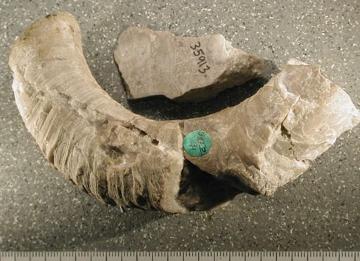Lytospira distans