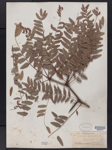 Gleditsia triacanthos