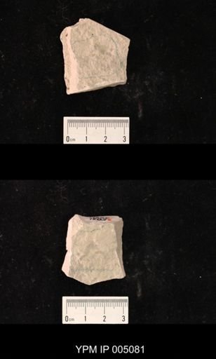 Psocidium kansasense
