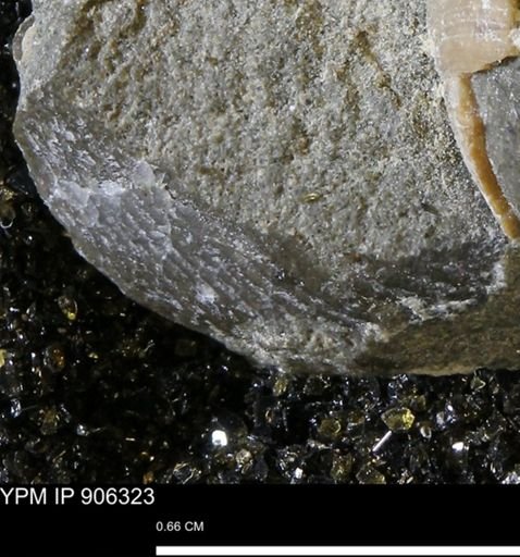 Oxytoma (Hypoxytoma) nebrascana