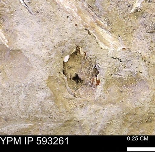 lithic cast