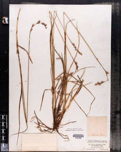 Carex silicea