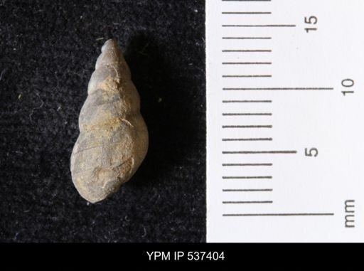 Goniobasis ortmanni