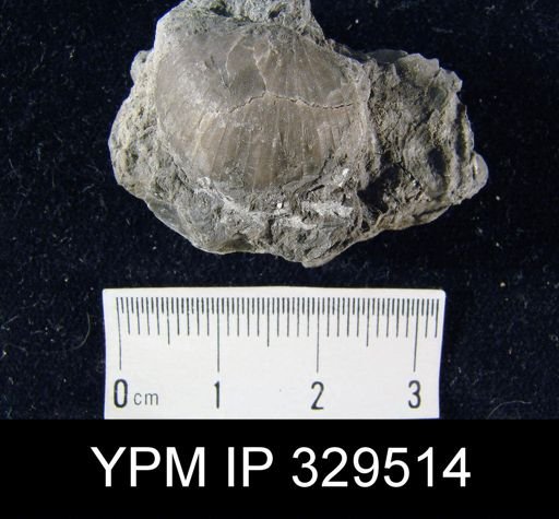 Strophodonta?