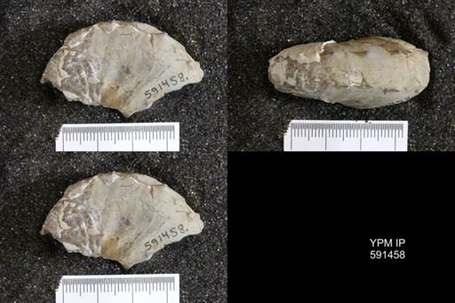 Hoploscaphites