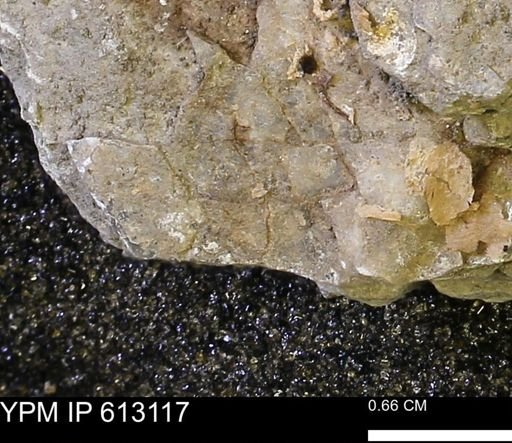 undet. Mollusca
