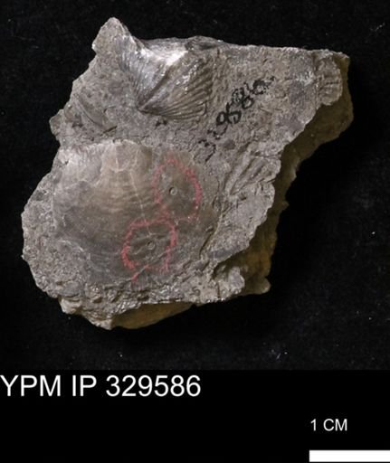 Stropheodonta perplana