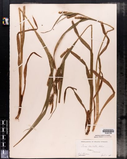 Carex scabrata
