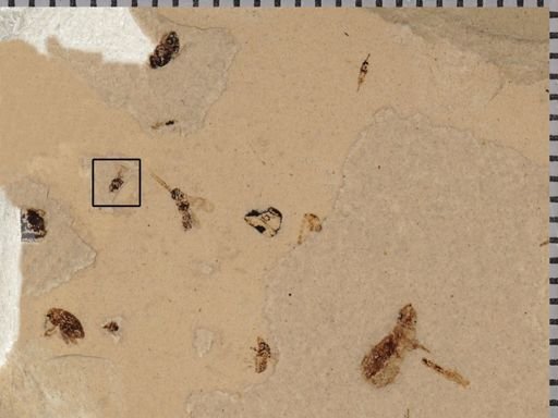 Hymenoptera?