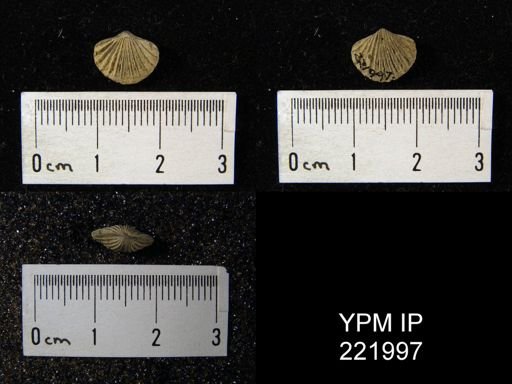 Trematospira camura
