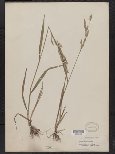 Bromus secalinus