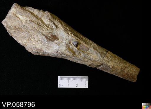 Protosphyraena