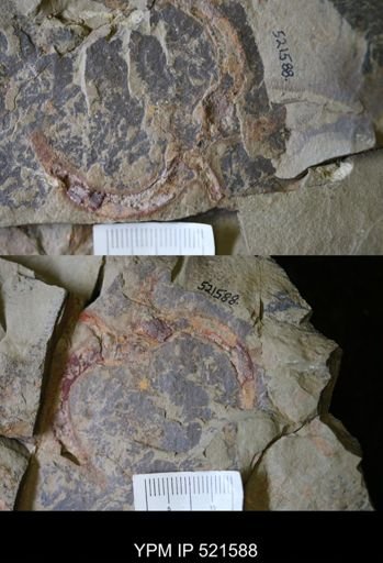 Marrellomorpha
