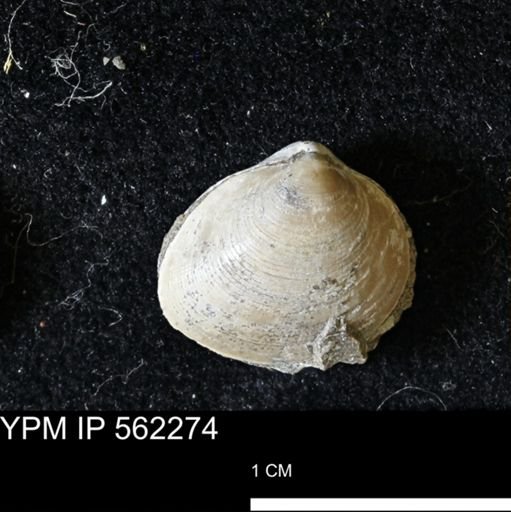Limopsis striatopunctatus