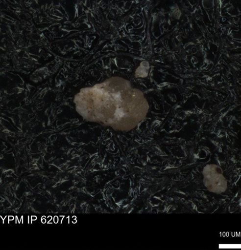 undet. Foraminiferida