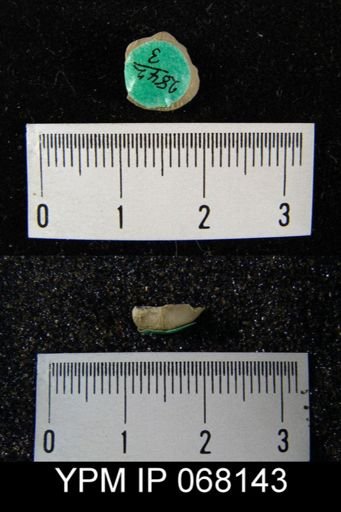 Rhipidomella oblata