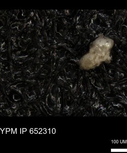 undet. Foraminiferida