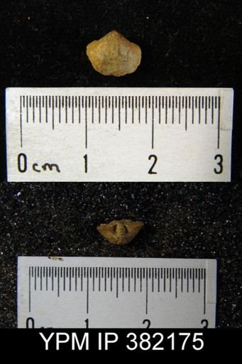Ambocoelia planoconvexa