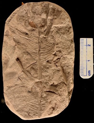 Gleichenia rigida