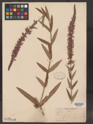 Lythrum salicaria