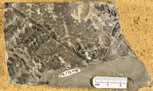 Pecopteris sp.