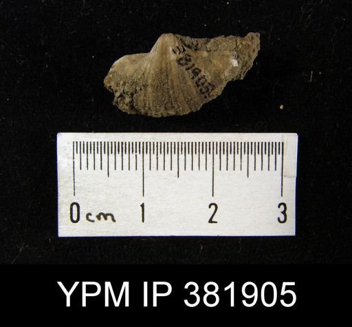 Spirifer cameratus?