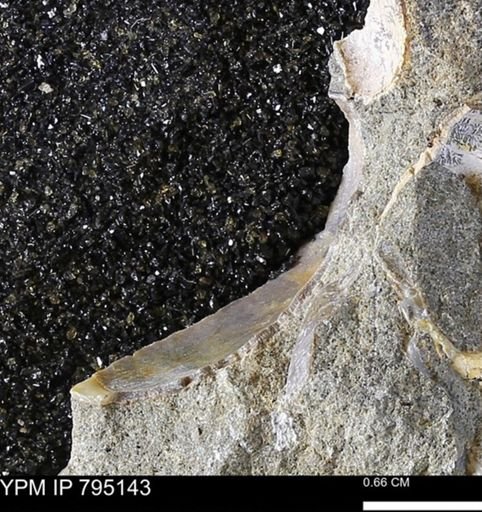 undet. Bivalvia