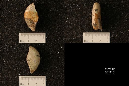 Hoploscaphites nicolletii