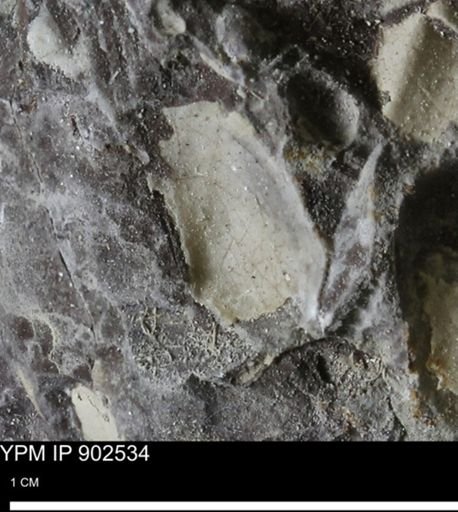 undet. Bivalvia