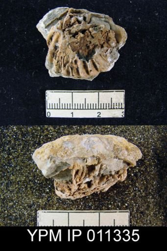 Meekella skenoides