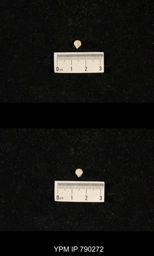 Hustedia huecoensis
