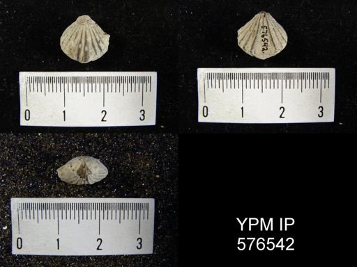 Camarotoechia whitei
