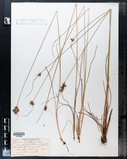 Juncus dichotomus