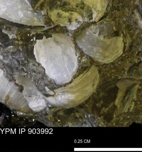 undet. Bivalvia