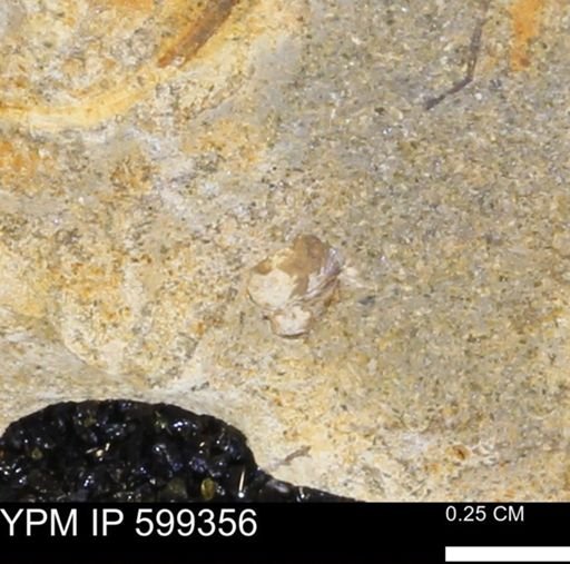 Protocardia subquadrata